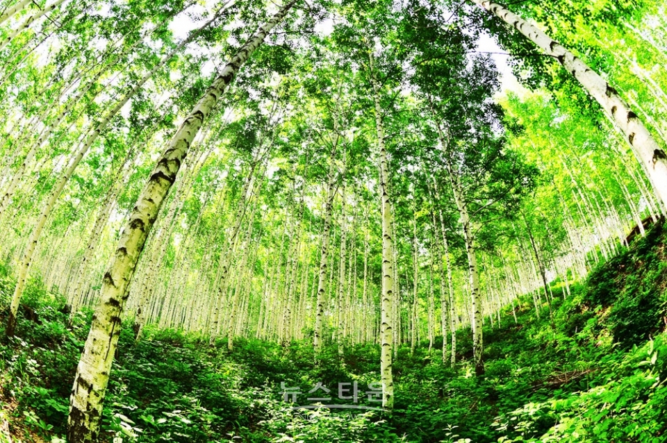 인제자작나무숲의 5월풍경