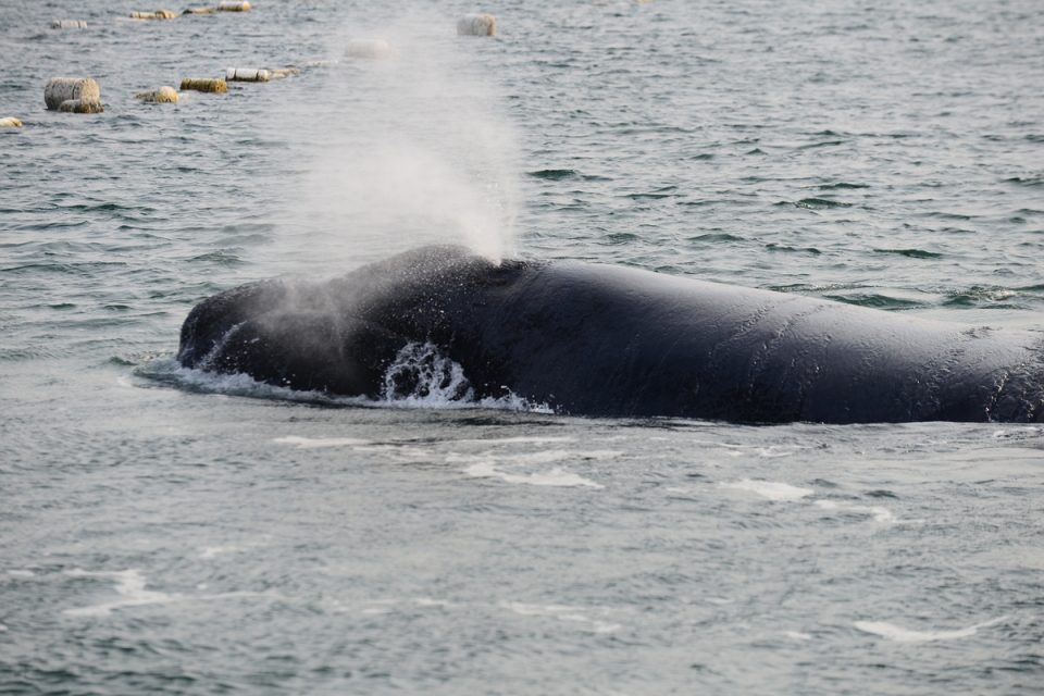 북방긴수염고래. 국립수산과학원 고래연구센터