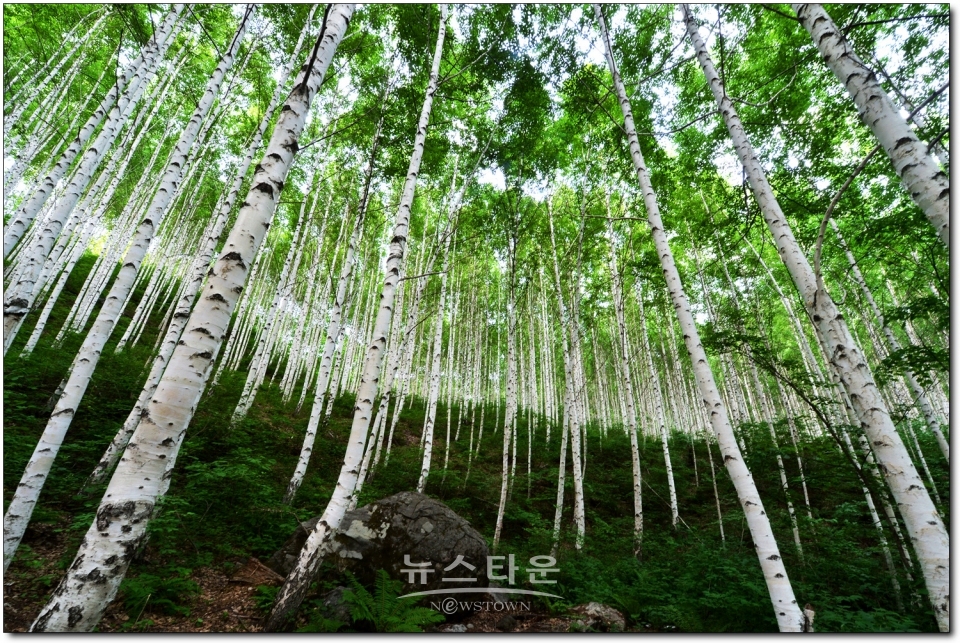 인제군 레프팅, 자작나무숲등 관광지