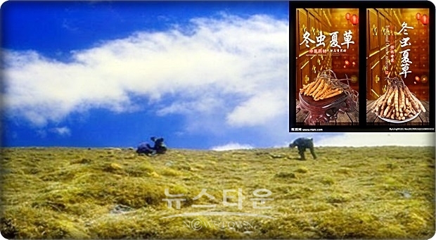 동충하초는 칭하이성의 성도인 시닝시(西寧市)에서 온 바이어에 1개 20위안(약 3,430원) 이상으로 판매된다. 물론 상품이 최종적으로 광둥성(広東省)의 매장에 진열될 때는 가격은 몇 배나 뛰어오르고 있다.