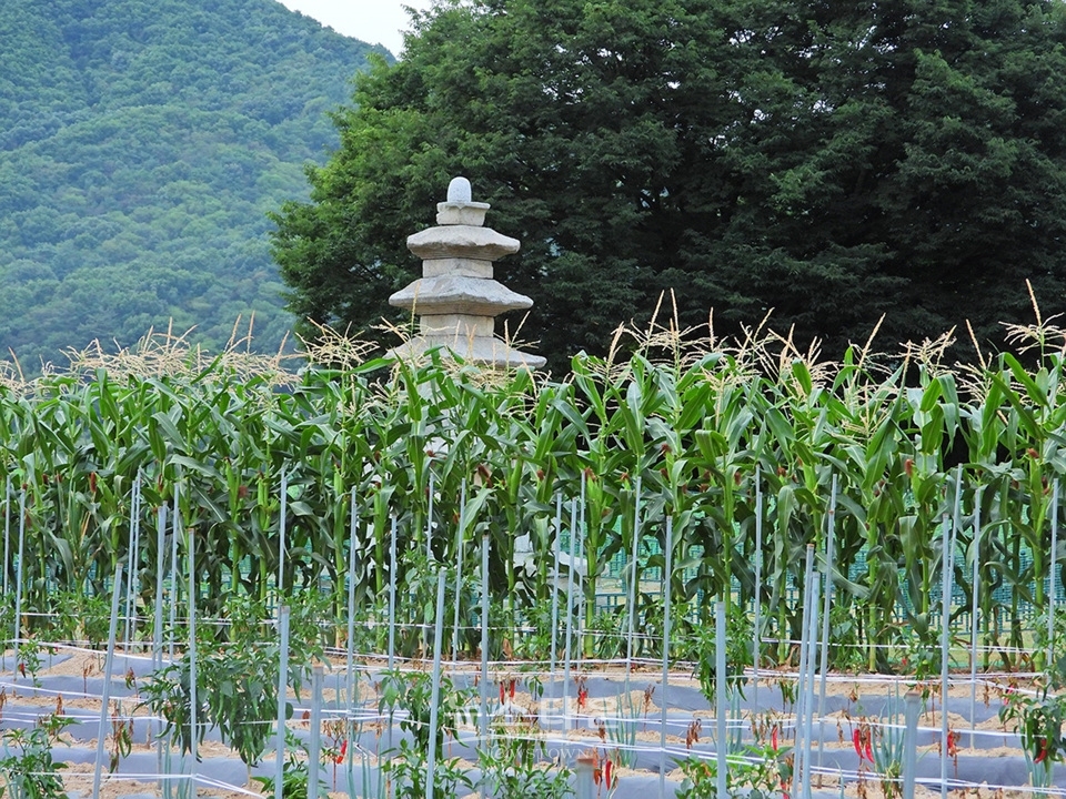 흥법사지삼층석탑(興法寺地 三層石塔),진공대사탑비(眞空大師塔碑)