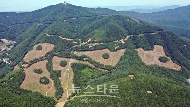 친환경 벌채