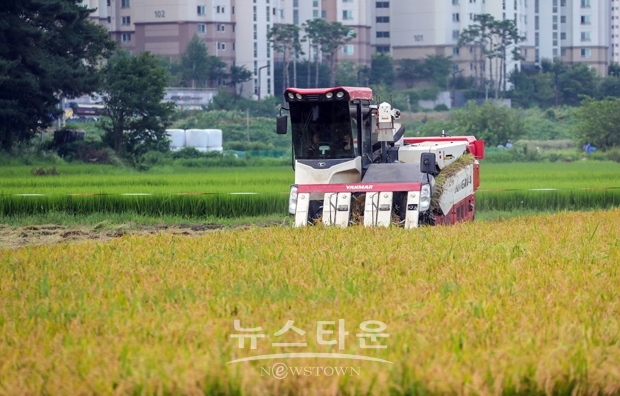 첫 벼 배기에 나선 농가