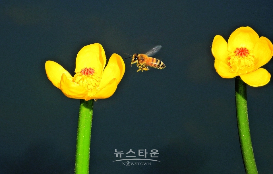어리연꽃과 벌