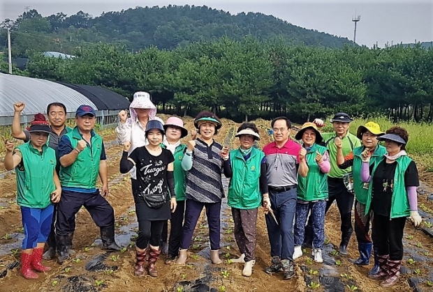김장용 배추 모종심기 /광주시
