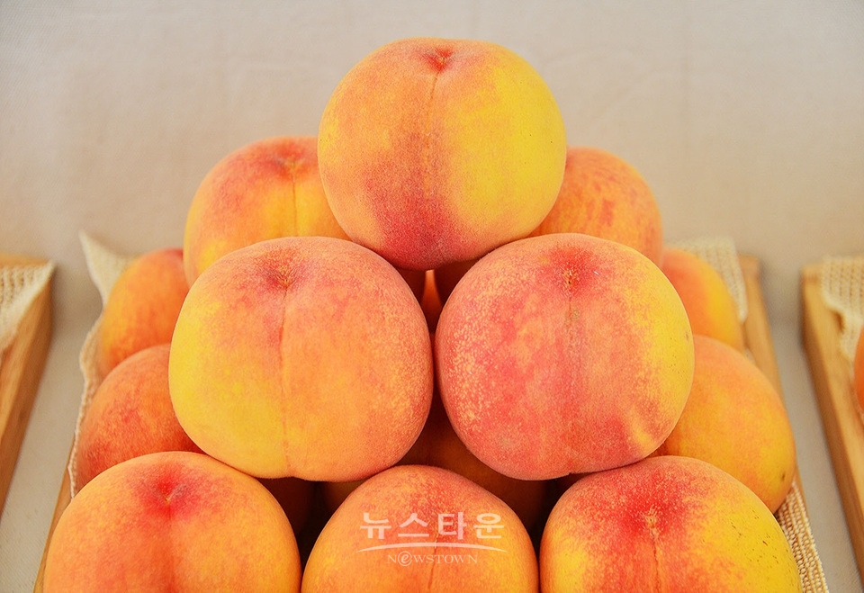 제20회 치악산 복숭아축제