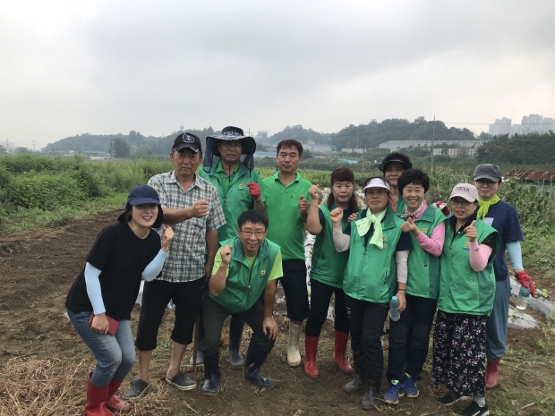 배추 심기