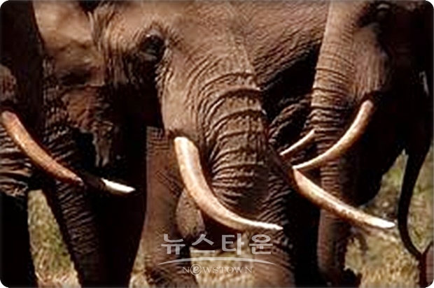 국제자연보호연합(IUCN, International Union for Conservation of Nature)에 따르면, 지난 1979년 134만 마리였던 아프리카 코끼리의 개체 수는 1987년 74만 마리, 2015년 41만5천 마리로 대폭 줄어들었다. 이 같은 감소 원인으로는 “중국과 일본의 상아 수요 증가로 인해 아프리카에서 밀렵이 횡행한 것”으로 지목되고 있다.