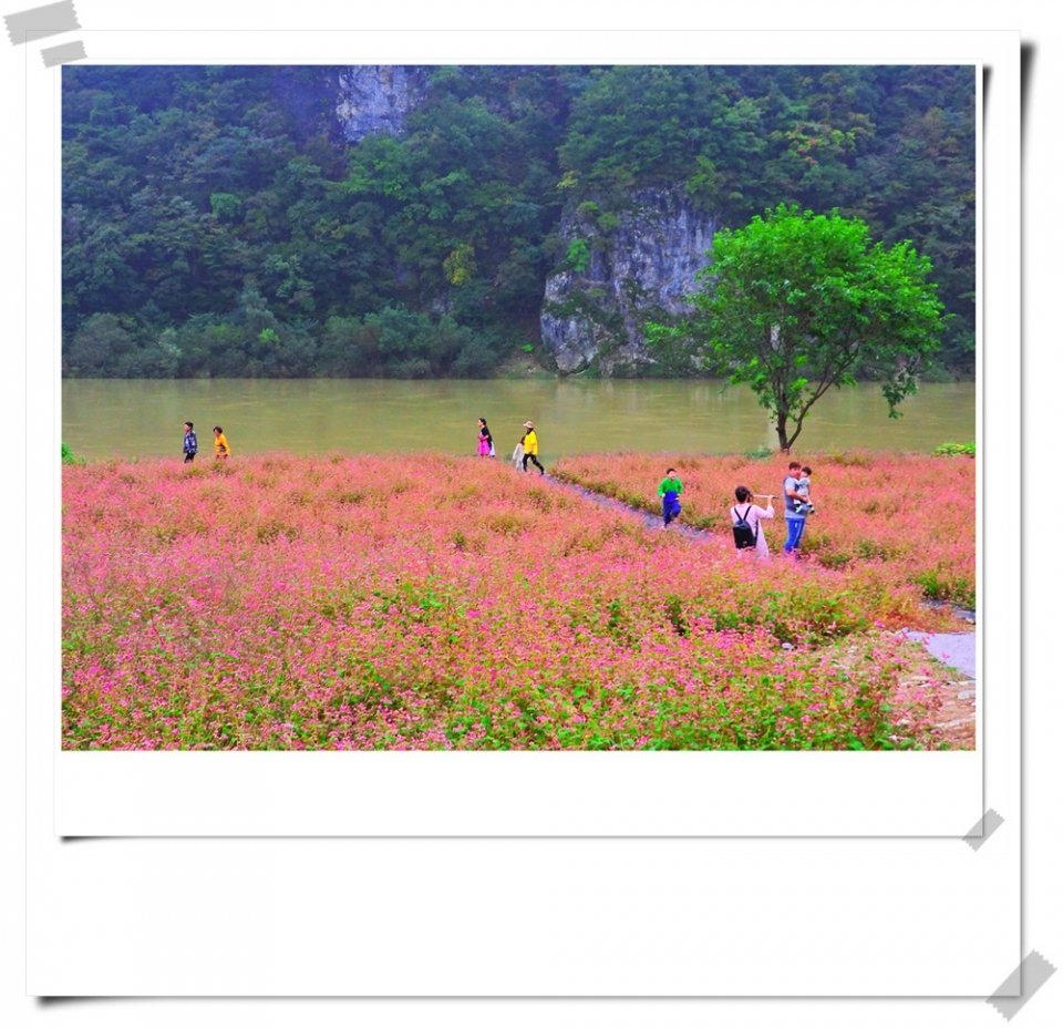 붉은색 메밀꽃