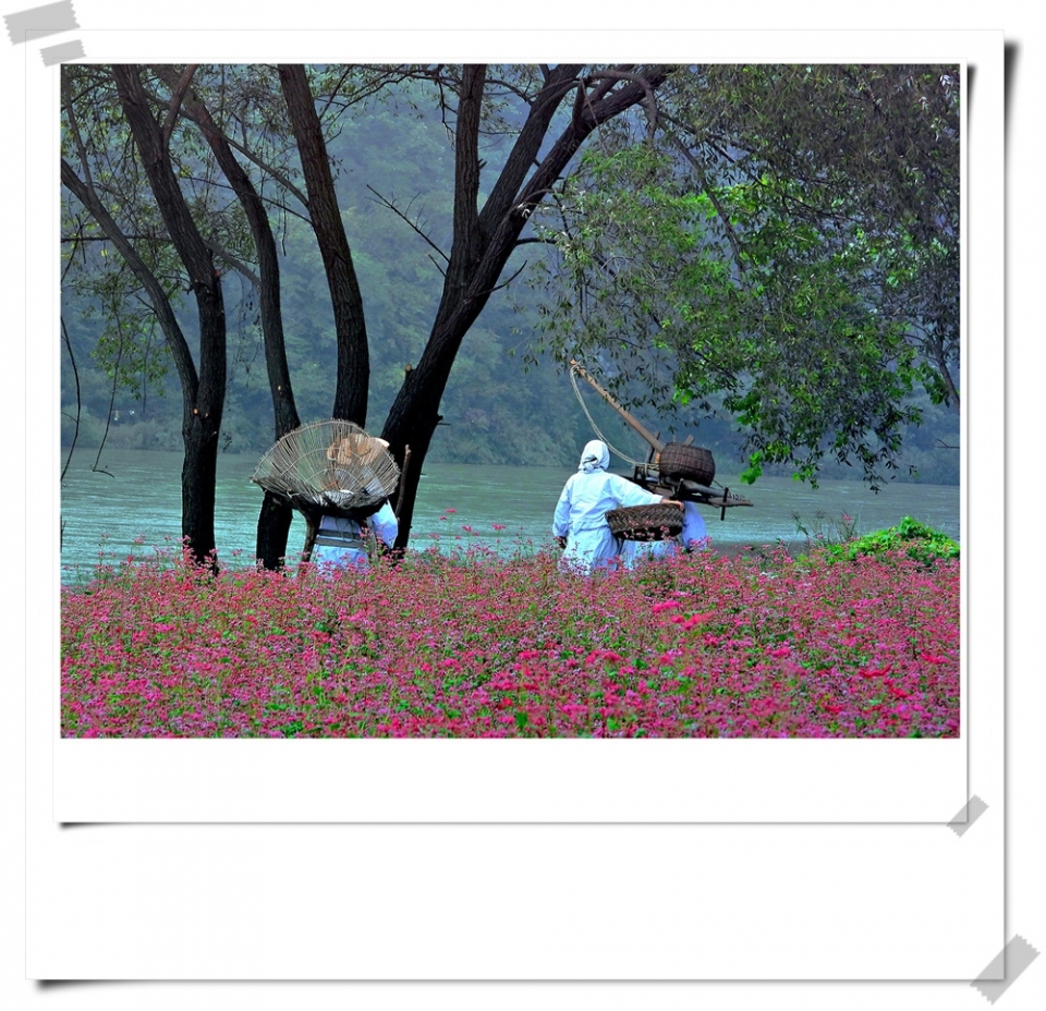 붉은색 메밀꽃