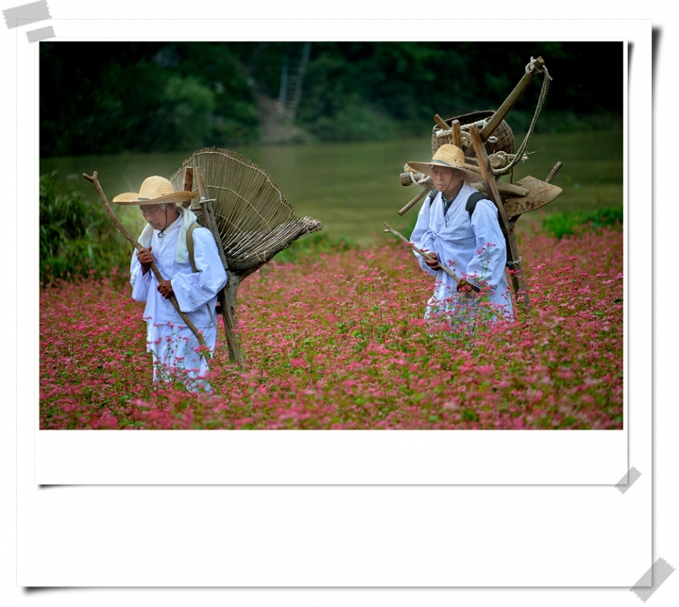 붉은색 메밀꽃