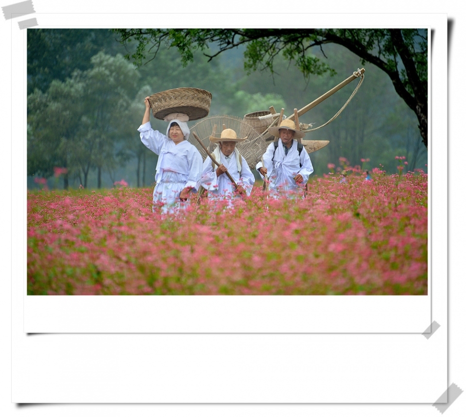 붉은색 메밀꽃