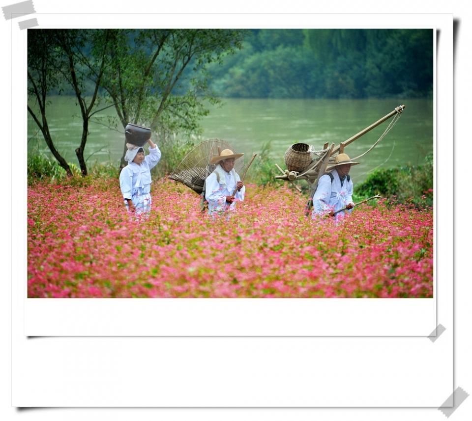 붉은색 메밀꽃