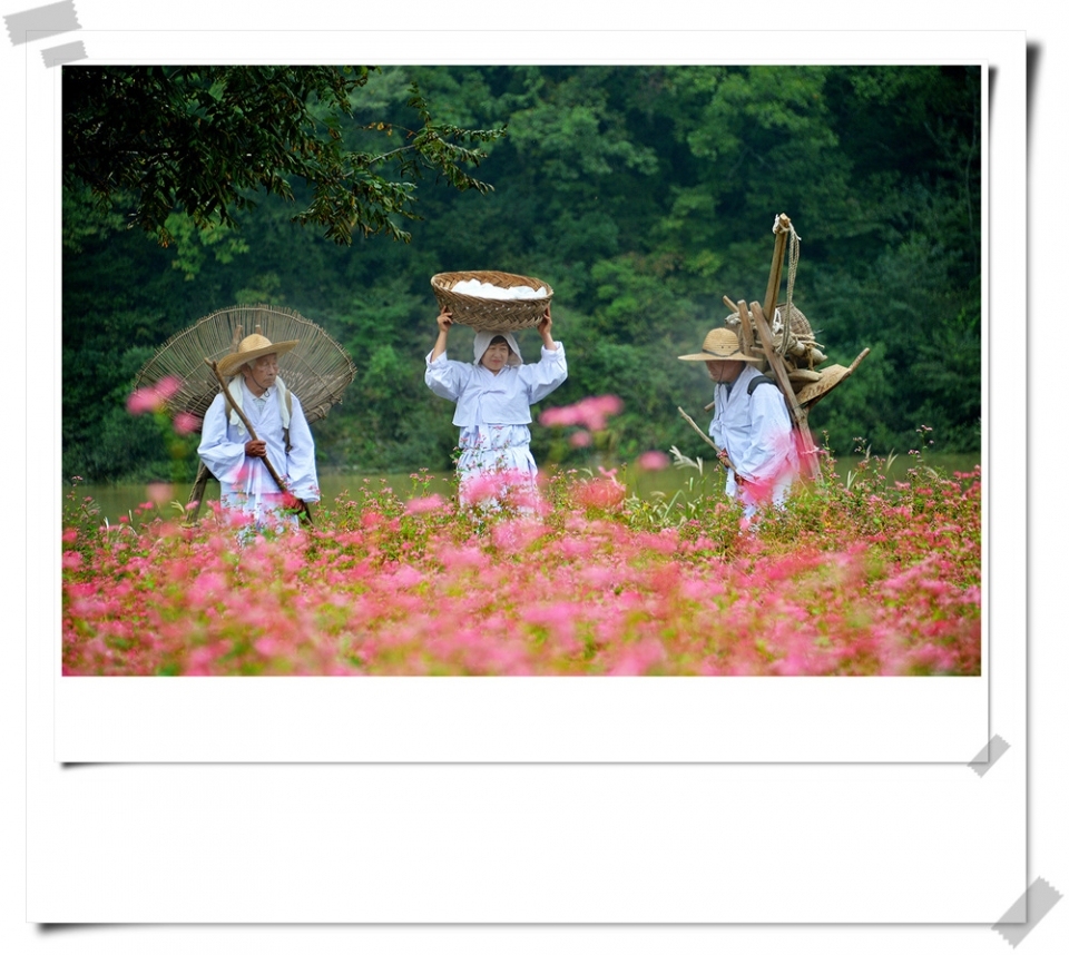 붉은색 메밀꽃