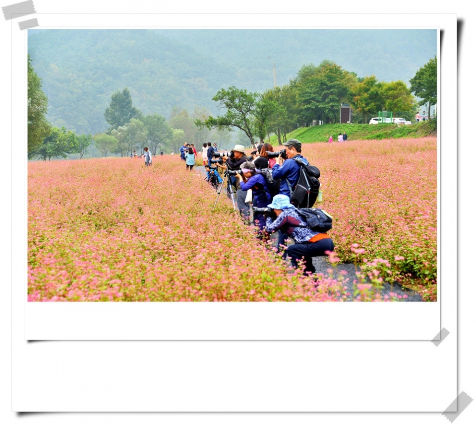붉은색 메밀꽃