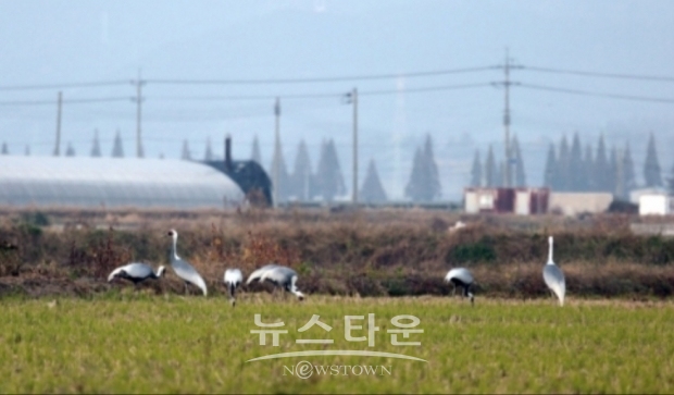 창원 주남조수지, 국제 희귀종 재두루미 7마리 안전하게 안착