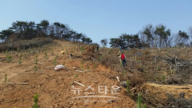 나무심기(대호지면 두산리 편백)
