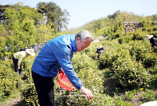 녹차를 따고 있는 윤상기 하동군수