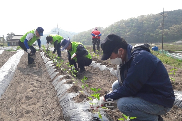 5월 1일 청양군청 농업정책과와 화성면 공직자, 농협중앙회 청양군지부 직원들이 화성면 화암리 고추 재배 농가를 찾아 농촌 일손 돕기 일환으로 고추 모종 3000본을 심었다.