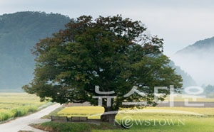 김제시의 상징, 김제의 천연 기념물(280호)인 동령 느티나무