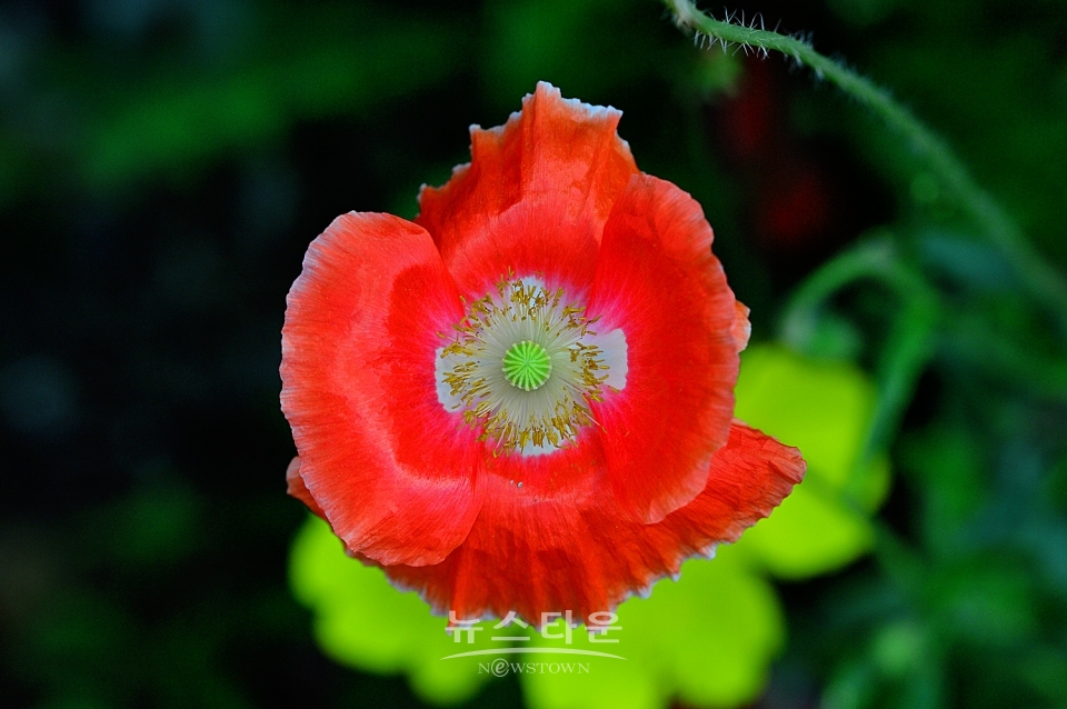 예전 양귀비축제장의 양귀비 자료사진