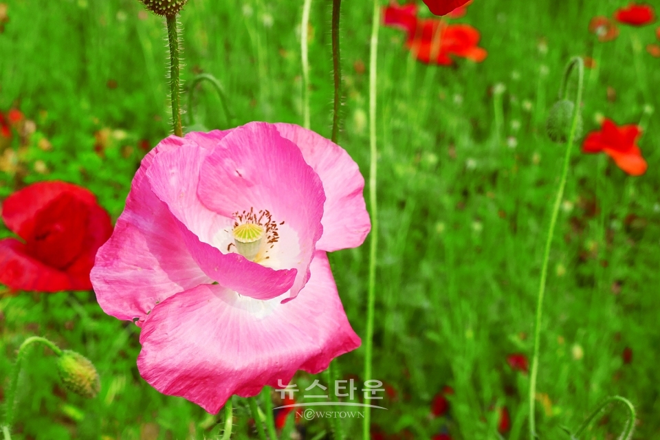 예전 양귀비축제장의 양귀비 자료사진