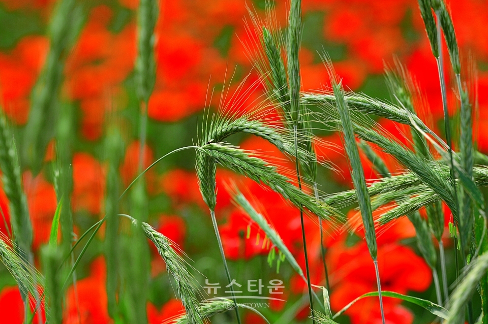 예전 양귀비축제장의 양귀비 자료사진