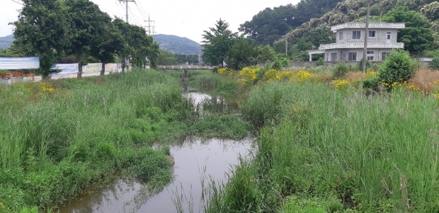 청룡천