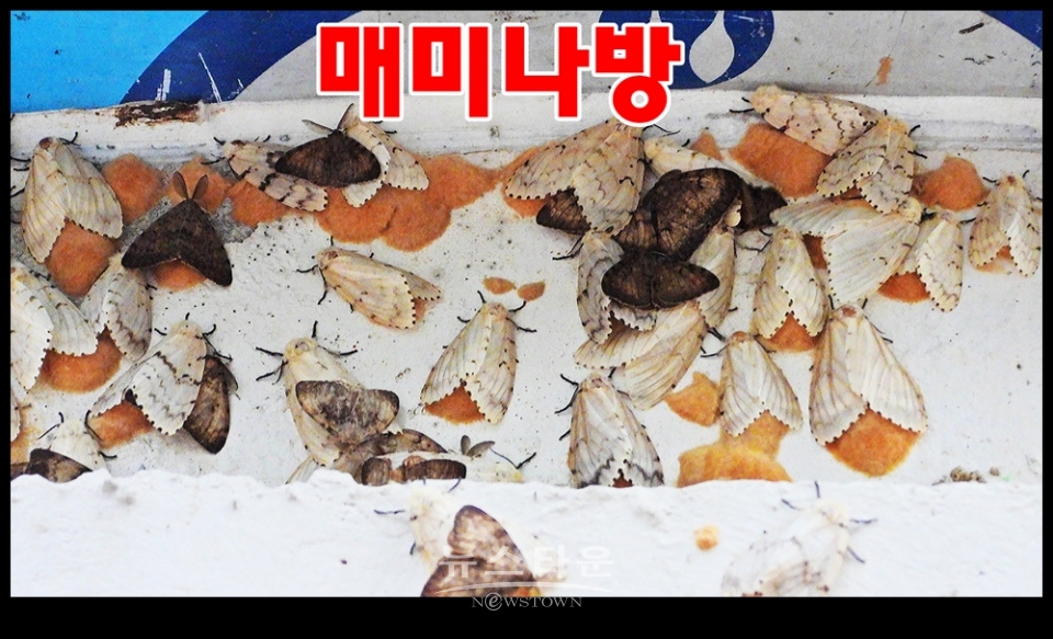 문막읍 동화리 매미나방