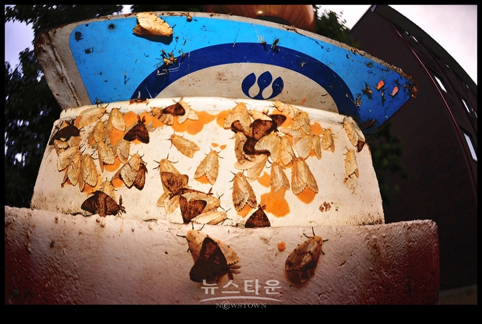 문막읍 동화리 매미나방