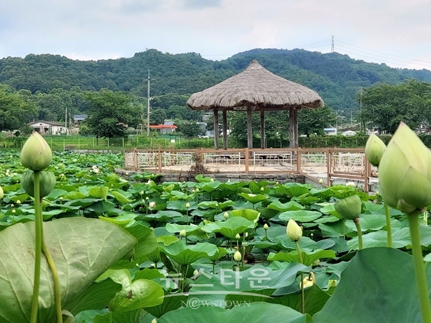 골정지 연꽃