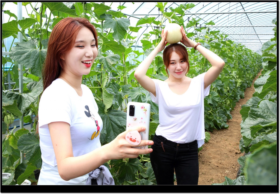 최상기 인제군수, SNS 온라인 마케팅‘인제홍보단(SNS인플루언서&개그콘서트 개그맨 등’이 지난 19일)귀둔리 멜론농가를 방문해 멜론 수확체험을 하고 있다.