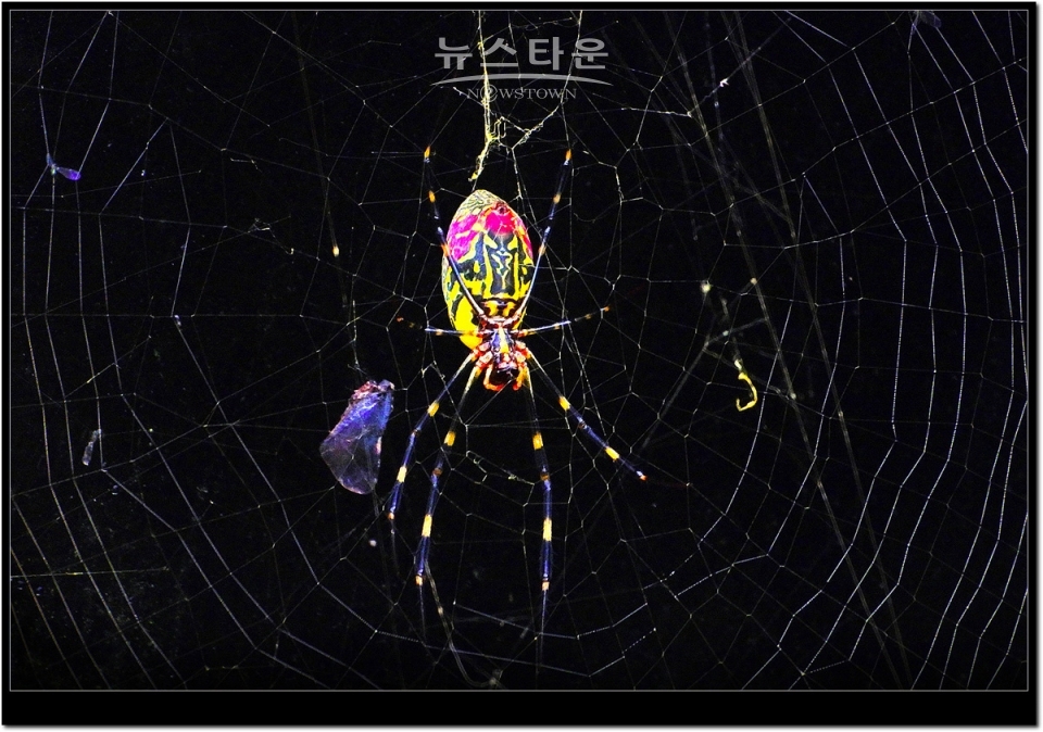 무당거미 접사사진