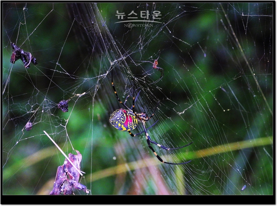 무당거미 접사사진