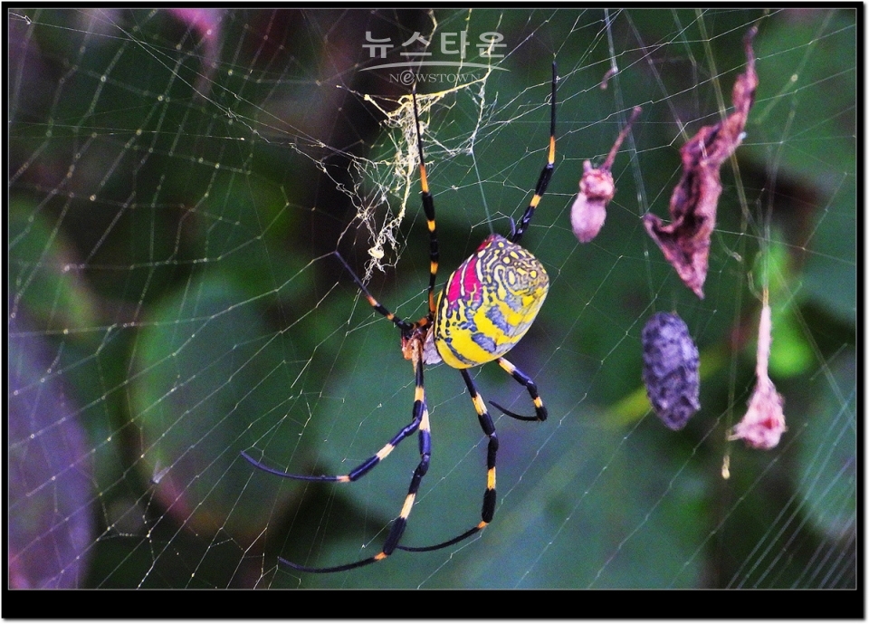 무당거미 접사사진