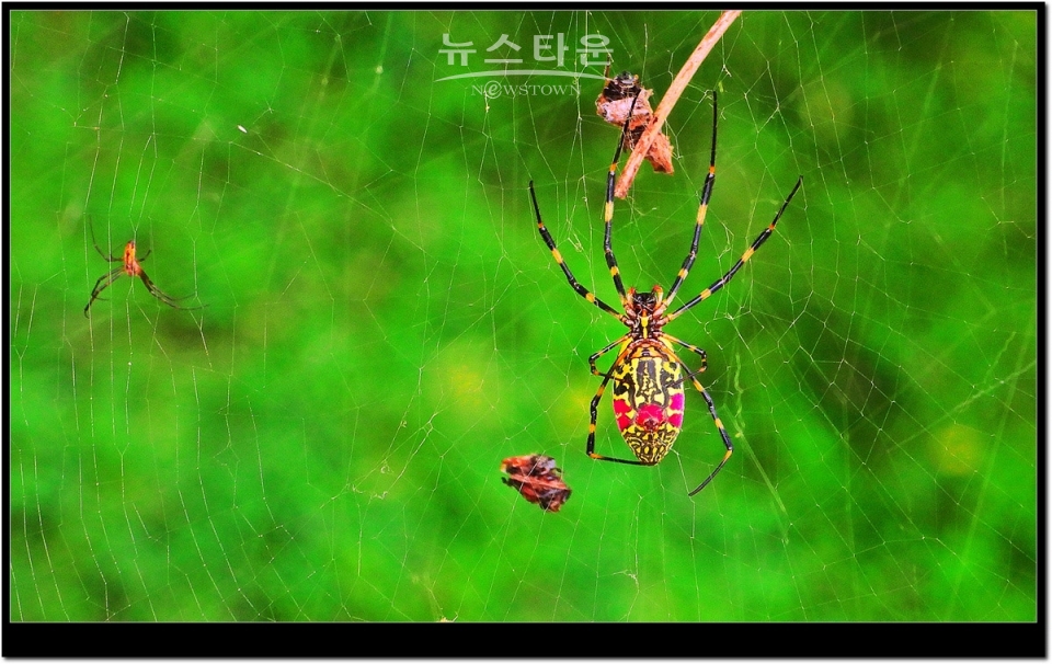 무당거미 접사사진