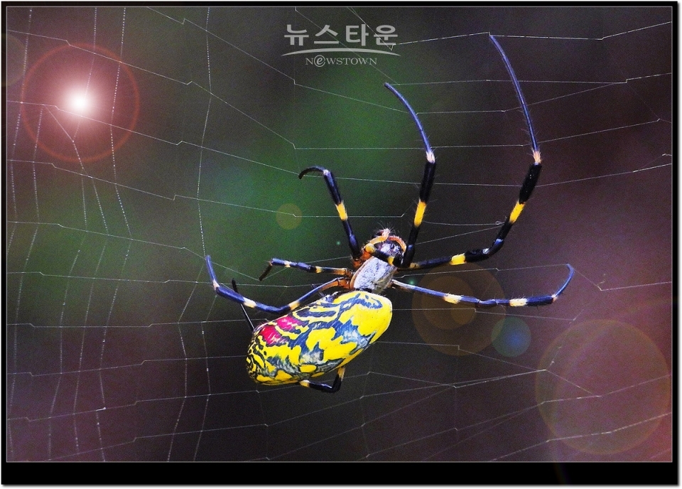 무당거미 접사사진