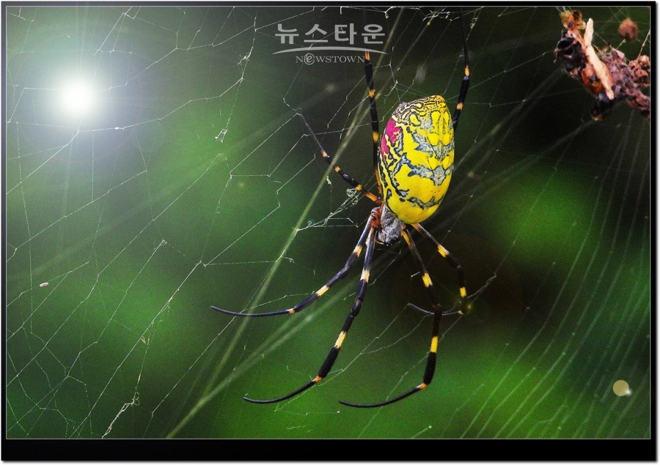 무당거미 접사사진