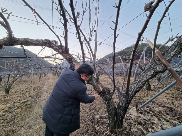 경주시농업기술센터에서 과수 화상병 예찰활동을 펼치고 있다