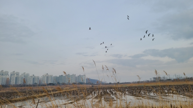 낱알들녘에 날아든 기러기