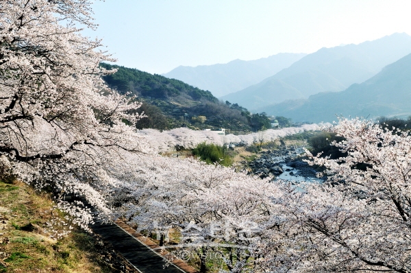 하동 십리벚꽃길