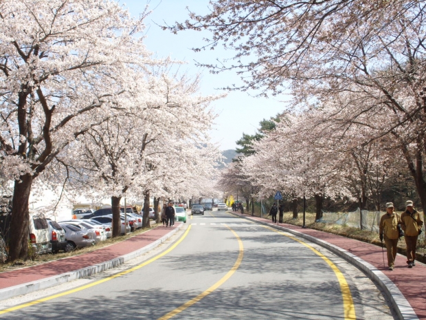 계룡산 동학사 벚꽃