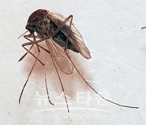 작은빨간집모기