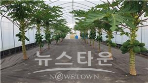 파파야