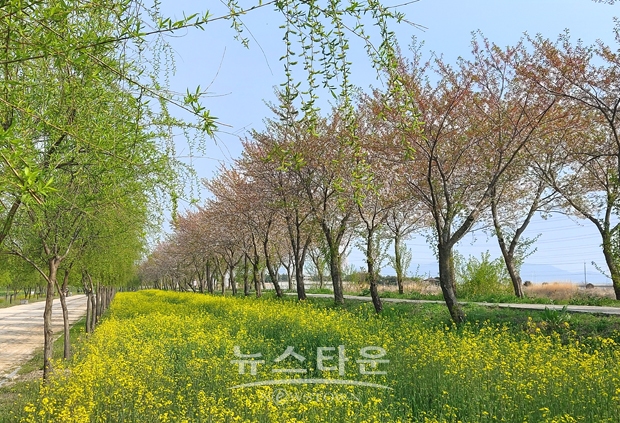 합덕제 유채꽃 단지 조성