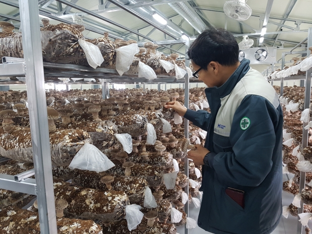 경주시가 귀농·귀촌을 희망하거나 이미 정착한 도시민들을 위해 다양한 지원에 나선 가운데, 시설재배 농가 모습