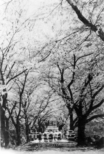 1960년대 십리벚꽃길
