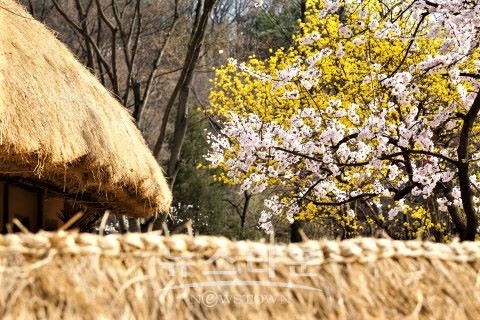 봄꽃 /한국민속촌<br>