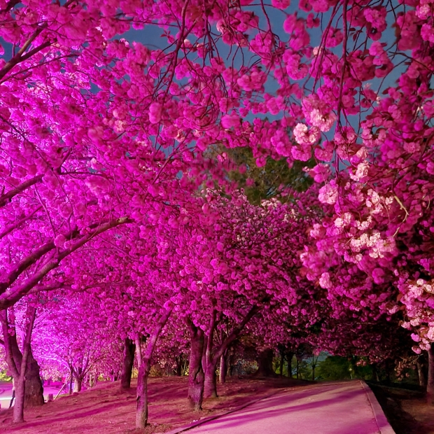 경주 불국공원 겹벚꽃 군락지에 만개가 진행되고 있는 겹벚꽃 모습.