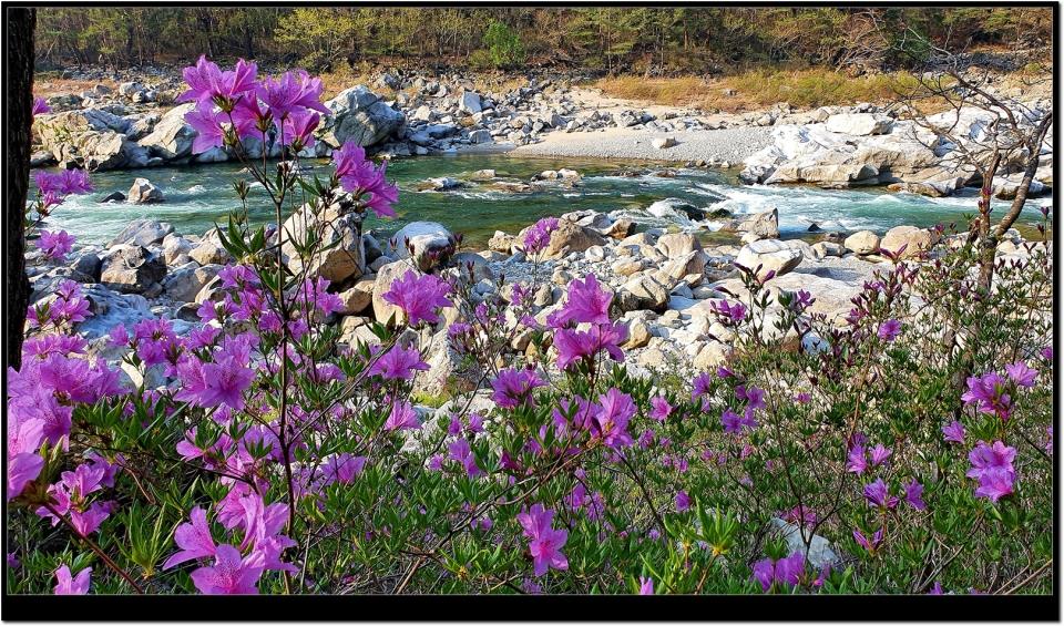 인제 내린천의 철쭉